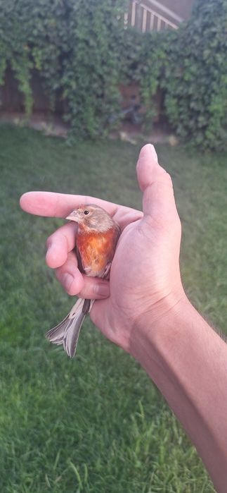 Repeldan Chiqan gibrit sotiladi