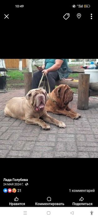 Щенки мастино наполетано