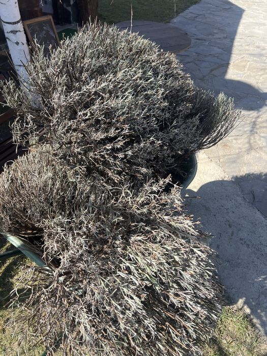Lavandă 30cm – plantă sănătoasă, ideală grădină/balcon/terasă