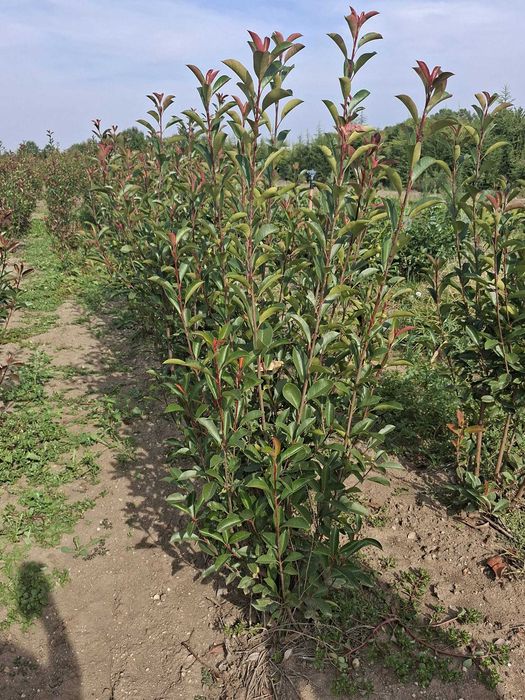 Photinia Red Robin (Fotinia)