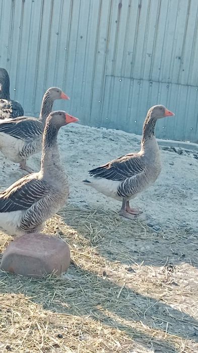 Продам гусей крупно серые 13000 тыс