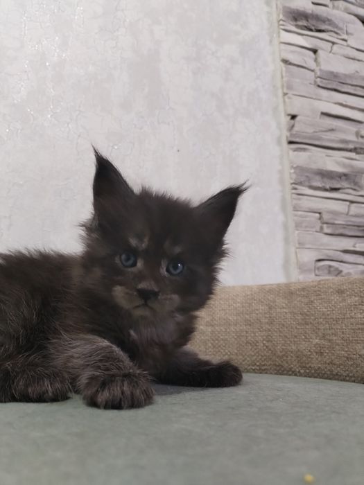 Котята Мейн-куны с документами