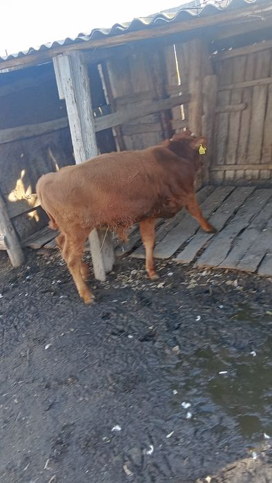 Продам теленка 8 месячный срочно