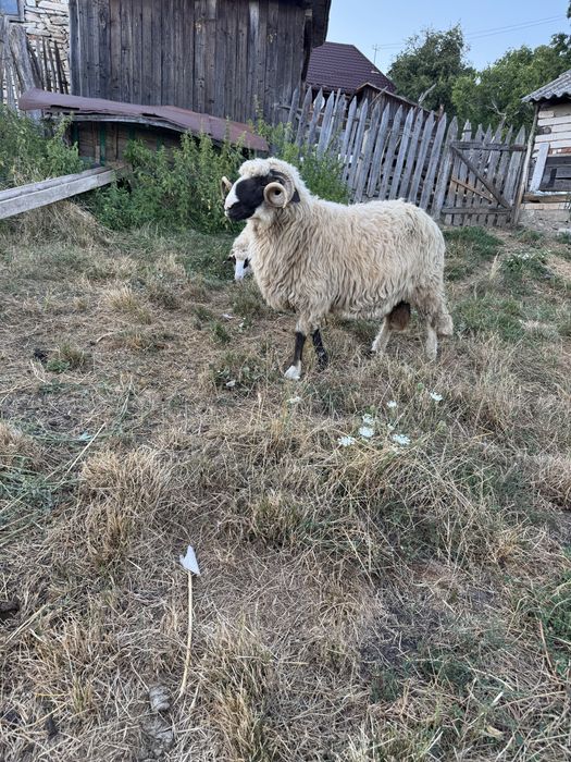 de vanzare doi berbeci si o mioara