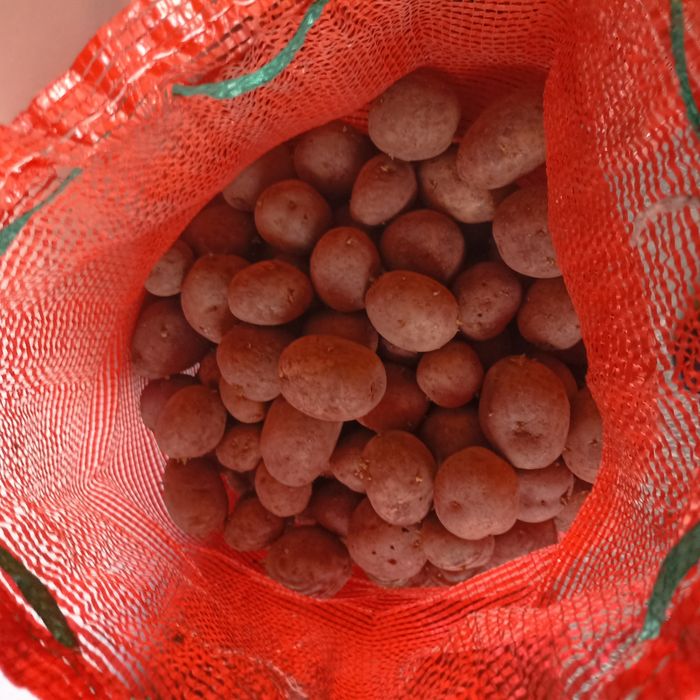 Продам семенной картофель