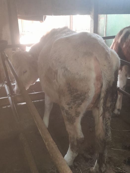 Продаётся жирная  тёлка