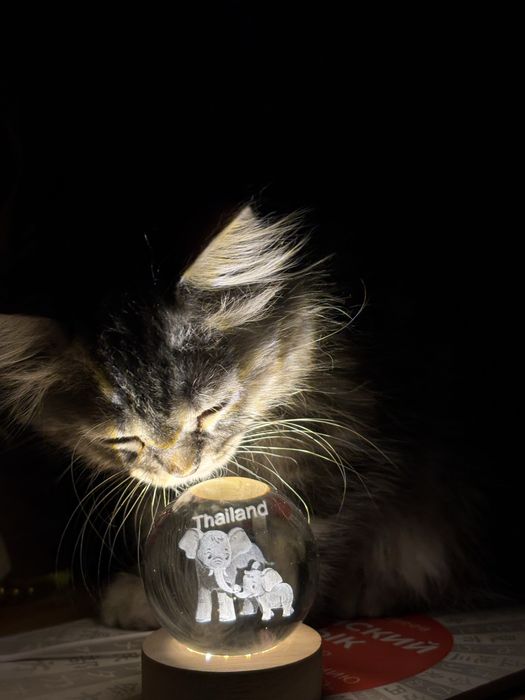 Котик продается, Сибирский