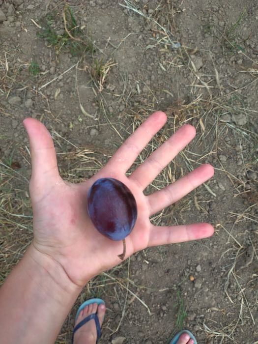 Vând prune pentru țuică