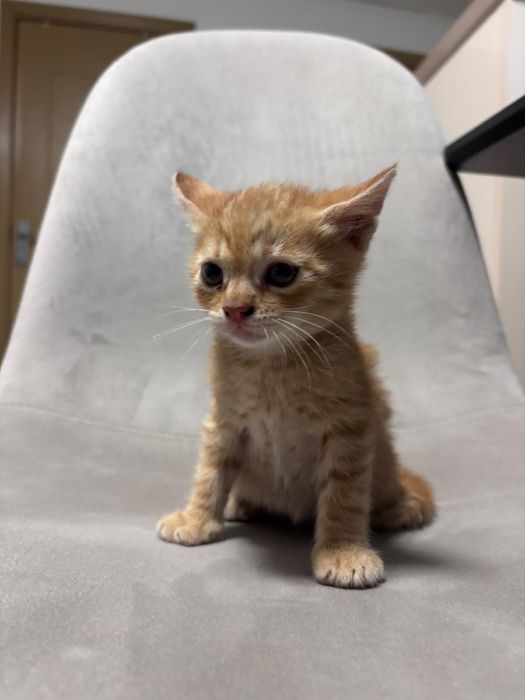 Pisicuțe spre adopție