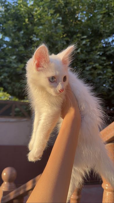 Котенок с вещами