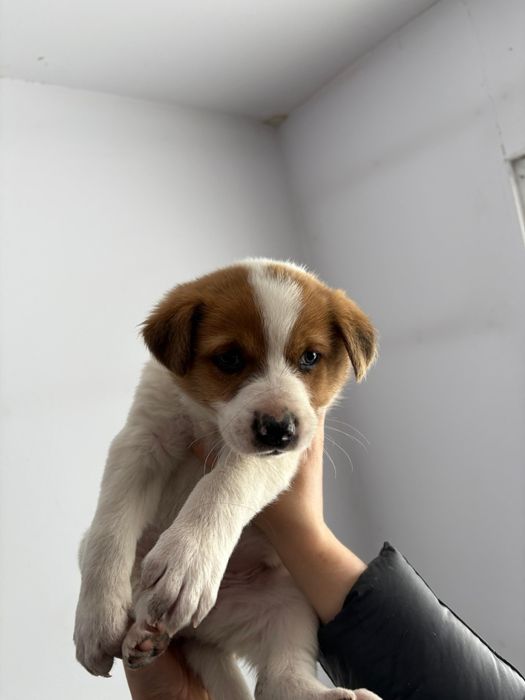 Щенки , бесплатно