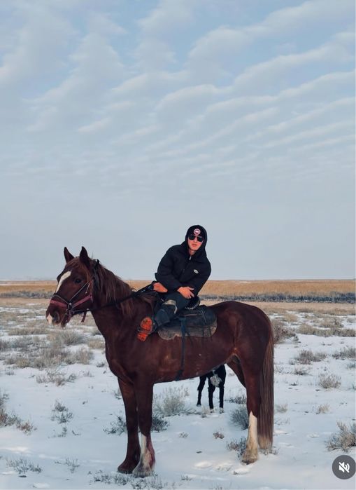 Көкпар Айғыр сатылады!!