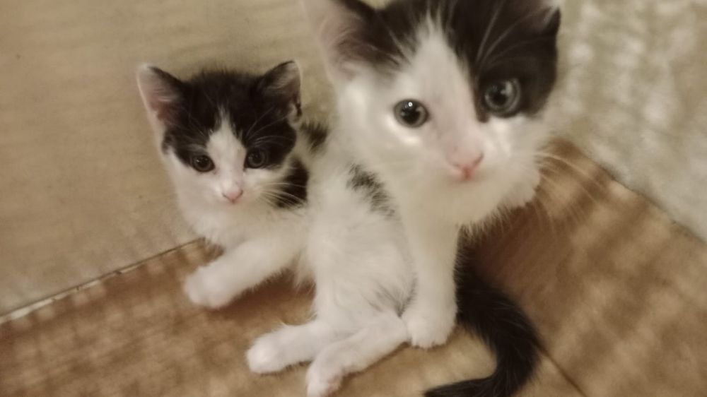 Котята умные добрые