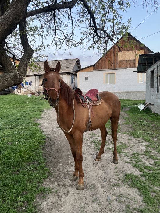 Кровленый донен