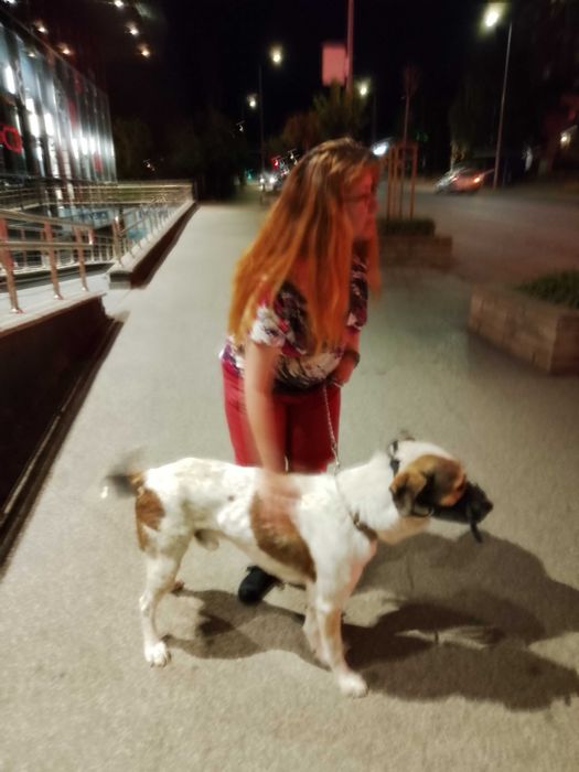 Подарявам куче Роджър