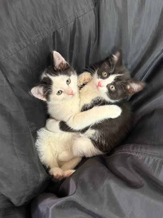 БЕСПЛАТНО, отдаем двух котят