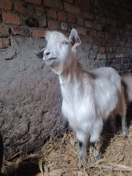 Vând 3 țapi , Braneț Olt