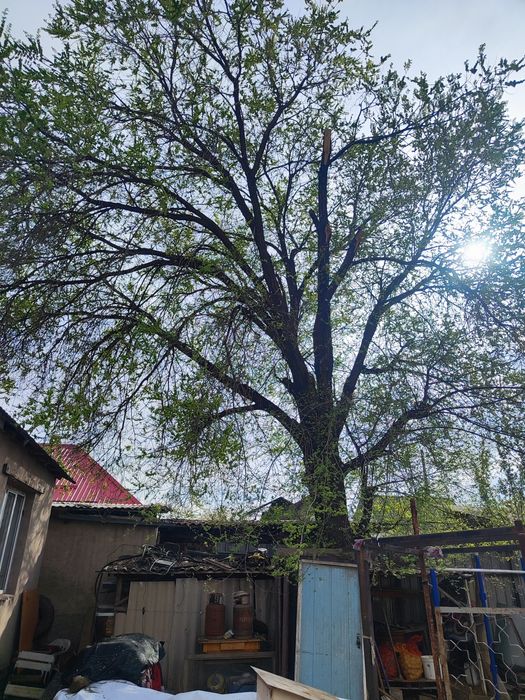 Черного дерево. Бесплатно.