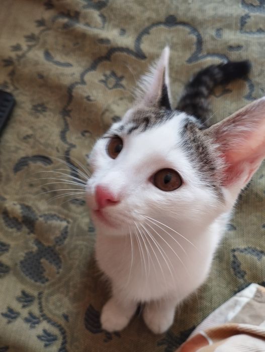 Отдам даром одного котенка,2,5 месяца