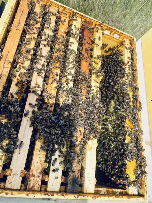 Miere naturala direct de la producator