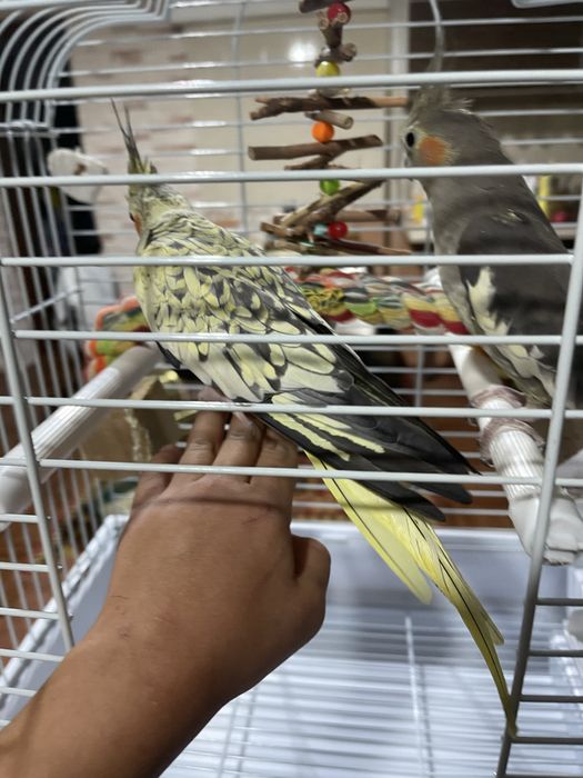 2 попугая обученные