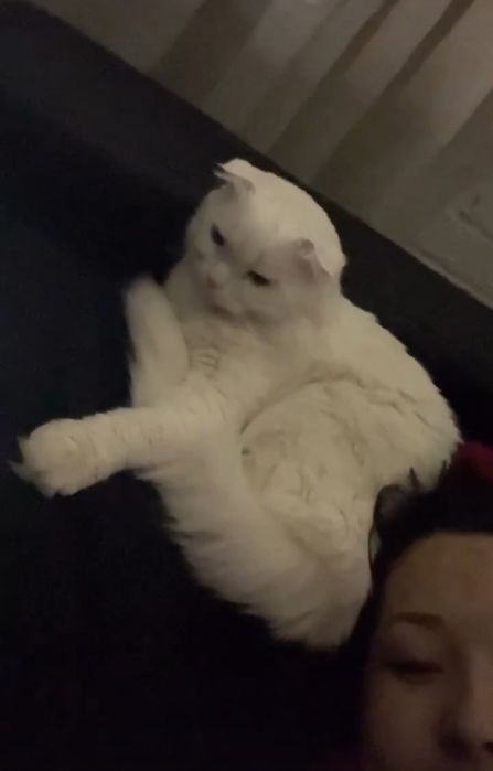 Вязка. Турецкая ангора. Вислоухий.