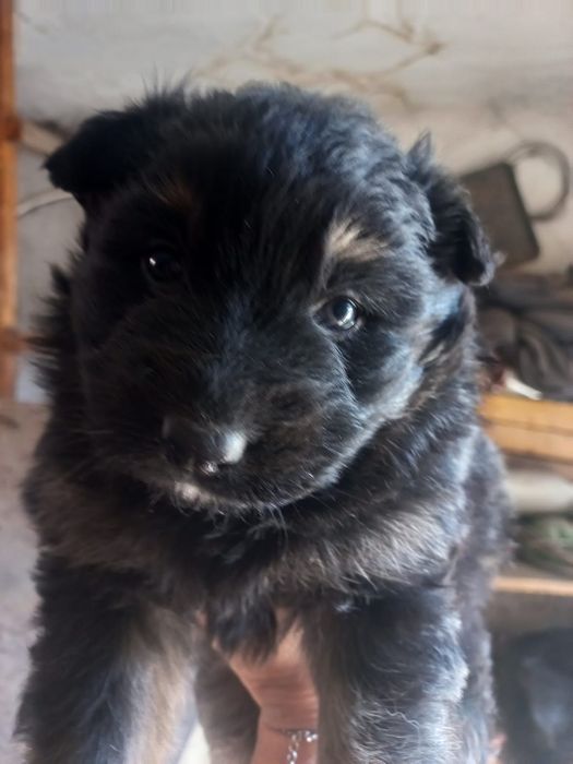 Продам щенков немецкой овчарки