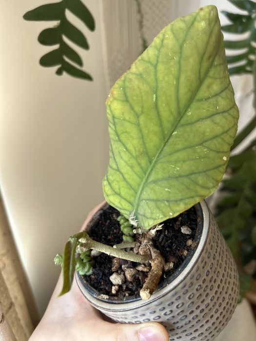 Хойя мередит мередичи