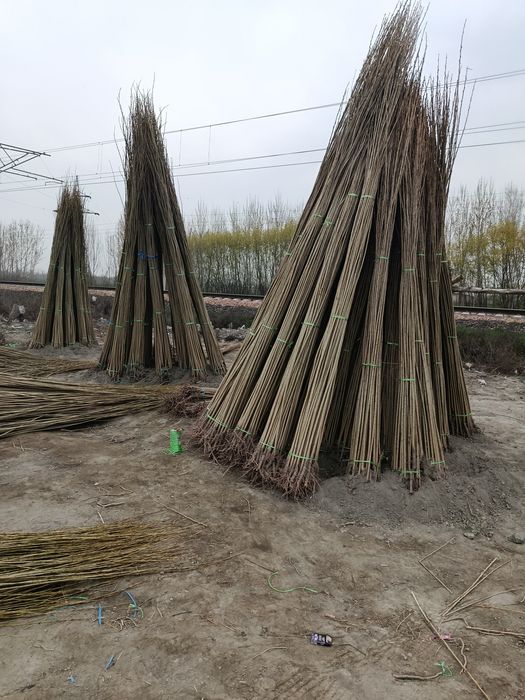 Yashil makon uchun terak koʻchat