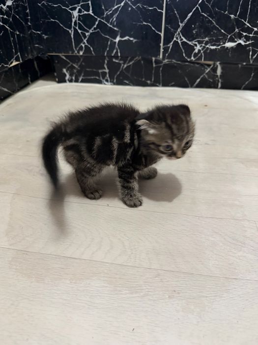 Шотланскийе котята