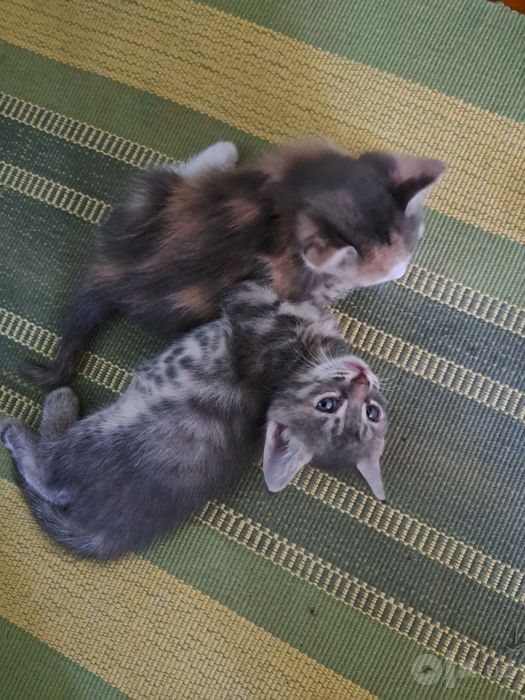 Отдадим котят в добрые руки