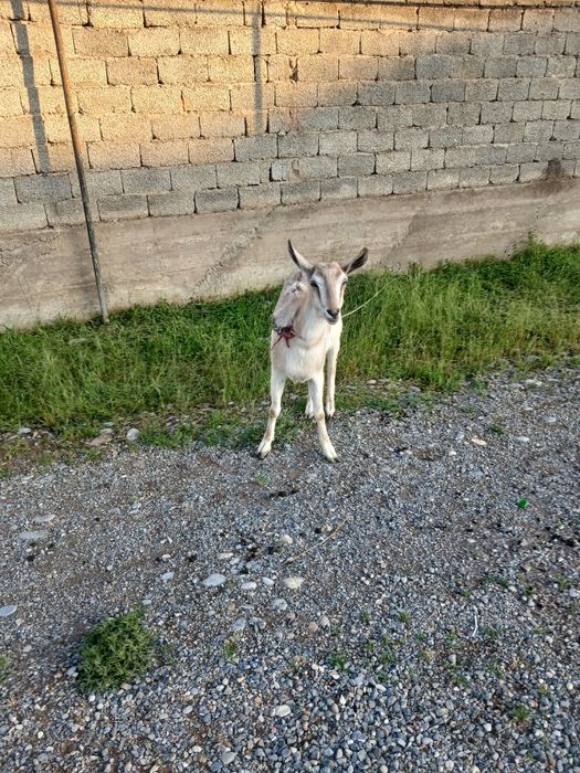 Алпи сатылад жақсы