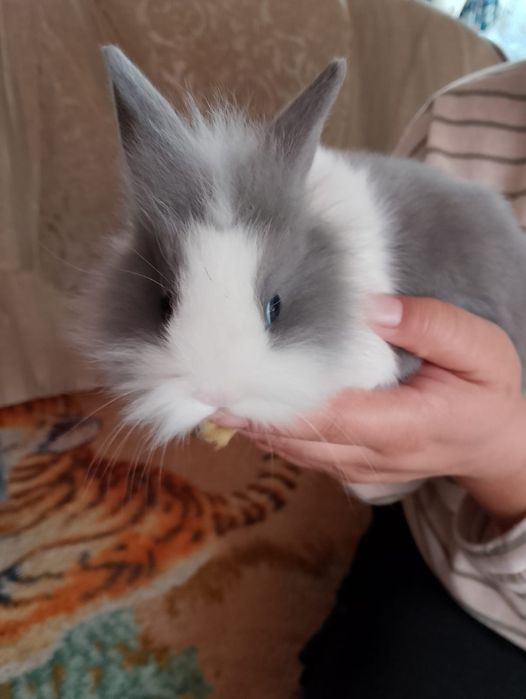 Декоративные кролики