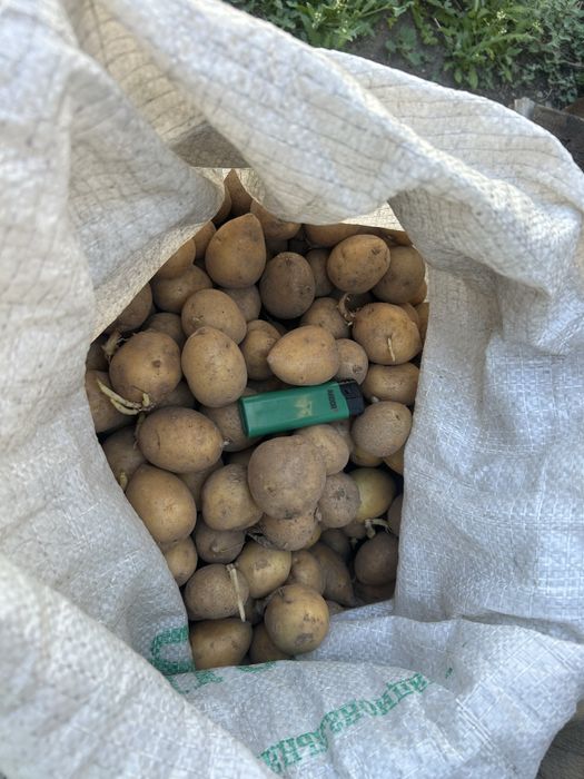 Продам семенную картошку сорт Гала