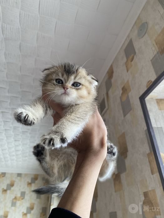 Mushuk shinshila zotli кошка