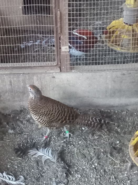 Фазан алмазный...