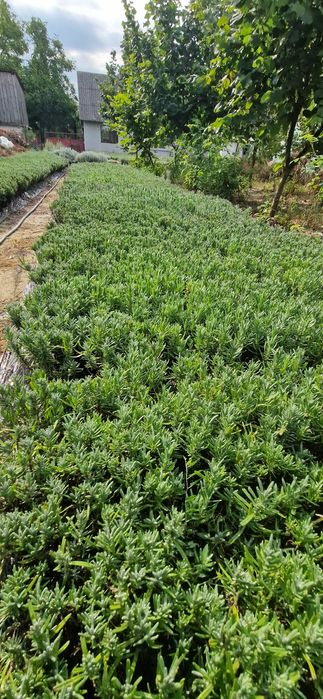 Butasi de lavanda pachet 50 butasi