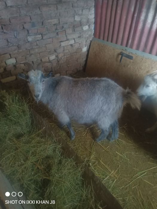 Продам козы Ешки