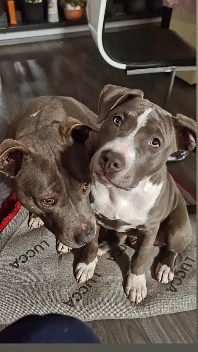 Vand urgent Femela amstaff Blue4 luni