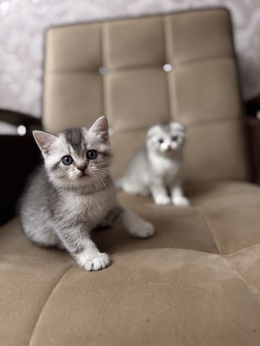 Срочно продается шиншила серебристая