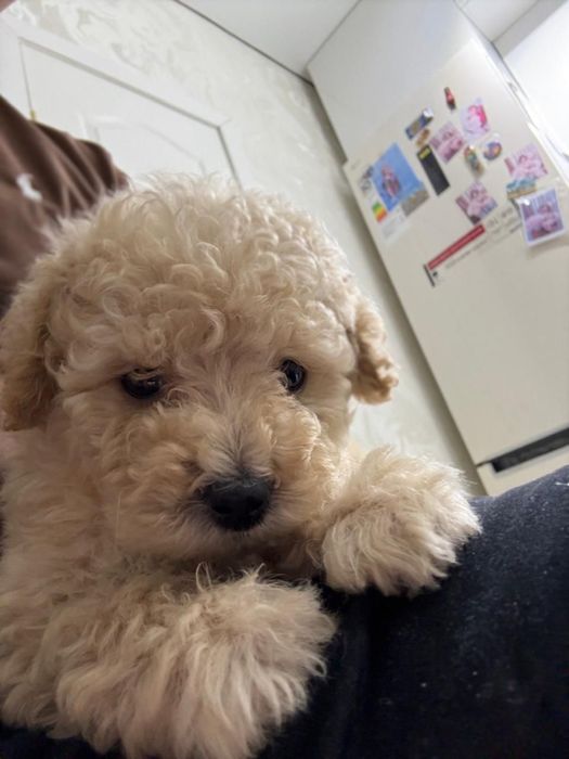 Мальтипу щеночек