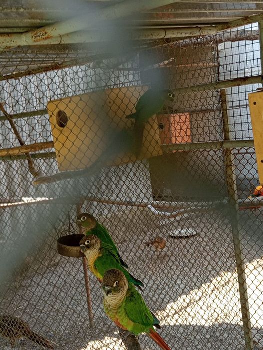 Птенцы  Аратинга пиррура