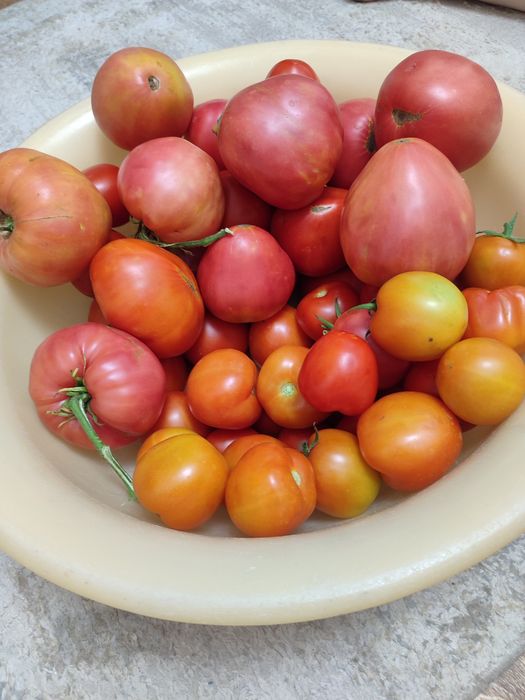 Продам Помидоры.800 за кг.