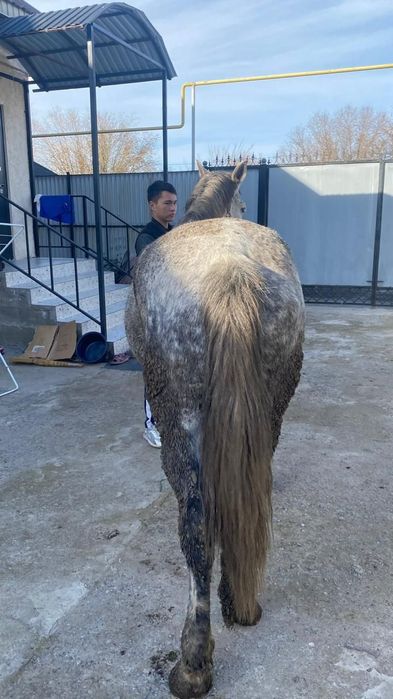 Жылқы етін сатамын!