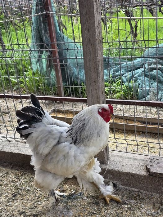 Cocoși rasa Brahma