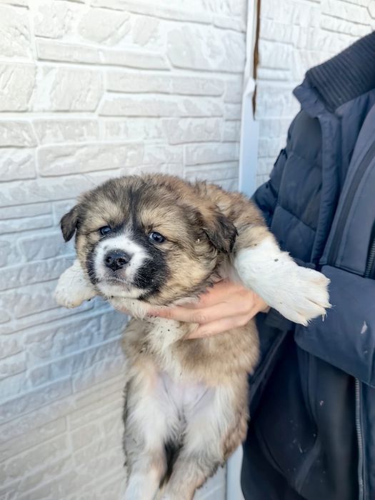 Отдам щенят, возможно с доставкой