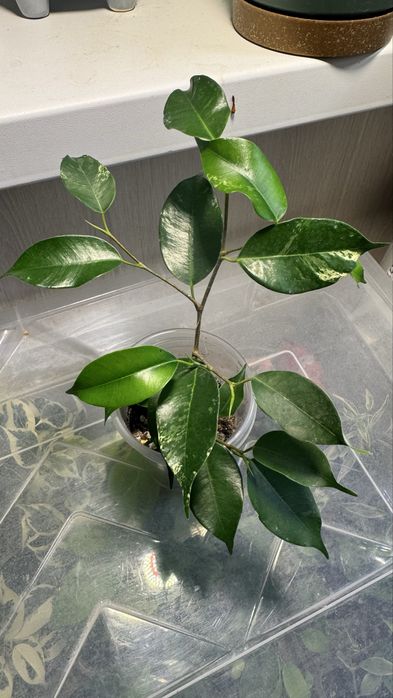 Фикус Бенджамина  Ирэн, Нина, Эльдорадо, Мутабилис