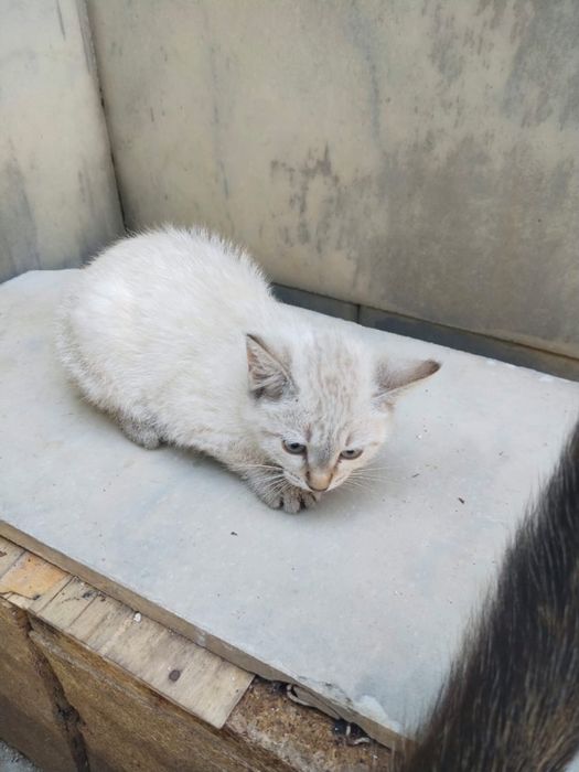 Отдам котят в хорошие руки