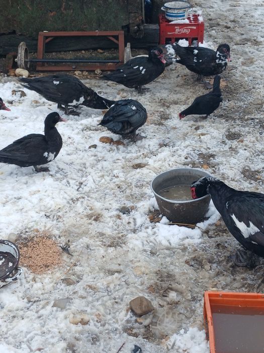 De vânzare rate lesesti