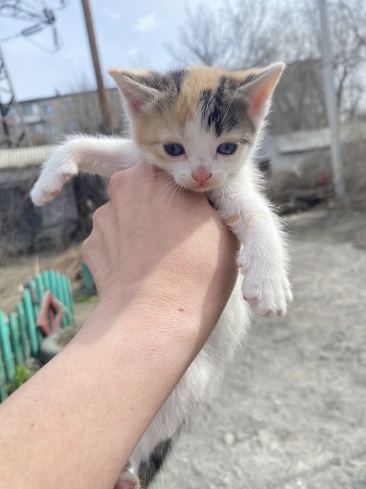 Котята 2,5 месячные